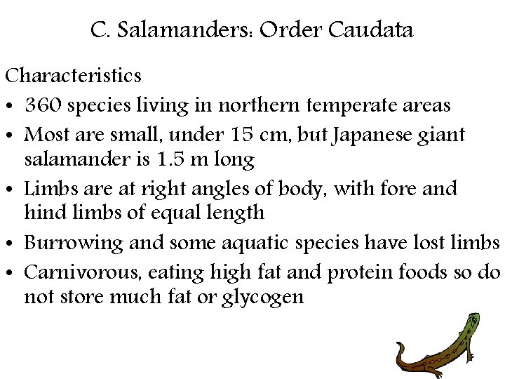 C. Salamanders: Order Caudata Characteristics • 360 species living in northern temperate areas •