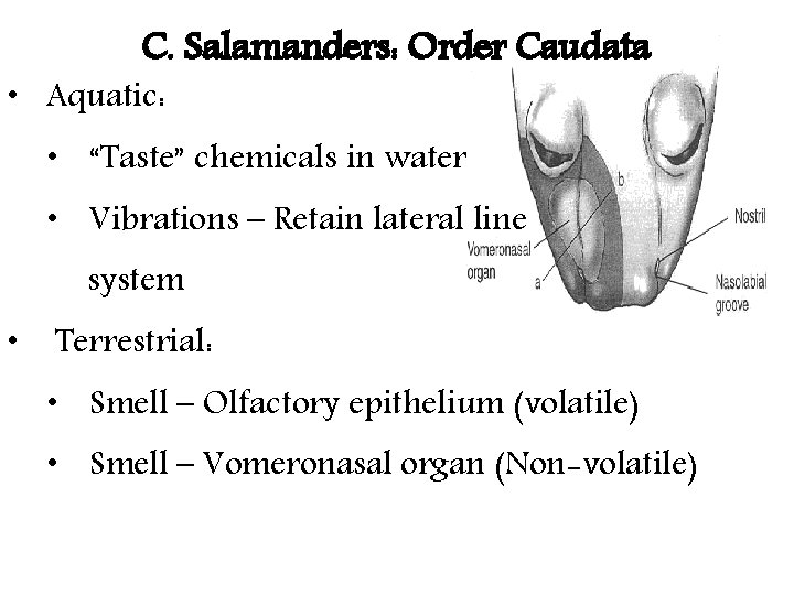 C. Salamanders: Order Caudata • Aquatic: • “Taste” chemicals in water • Vibrations –