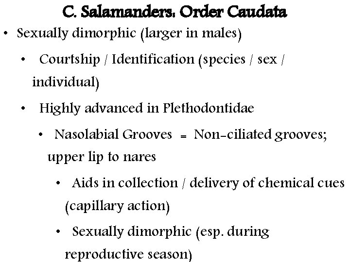 C. Salamanders: Order Caudata • Sexually dimorphic (larger in males) • Courtship / Identification