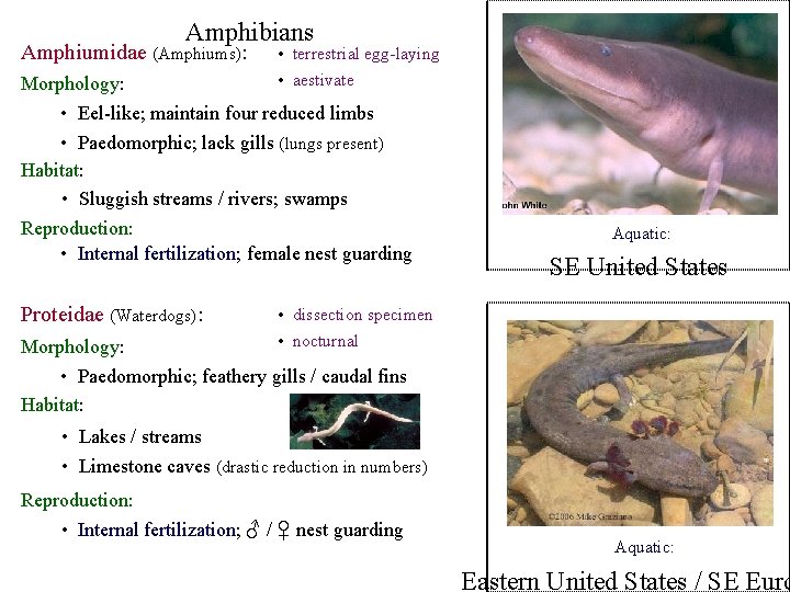Amphibians Amphiumidae (Amphiums): Morphology: • terrestrial egg-laying • aestivate • Eel-like; maintain four reduced