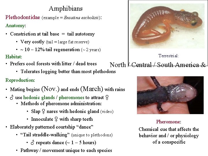 Amphibians Plethodontidae (example = Ensatina escholtzii): Anatomy: • Constriction at tail base = tail