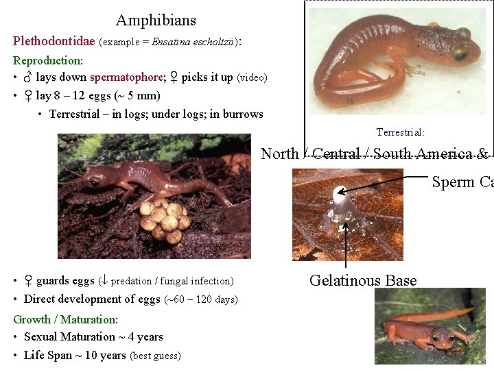 Amphibians Plethodontidae (example = Ensatina escholtzii): Reproduction: • ♂ lays down spermatophore; ♀ picks