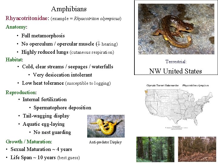 Amphibians Rhyacotritonidae: (example = Rhyacotriton olympicus) Anatomy: • Full metamorphosis • No operculum /