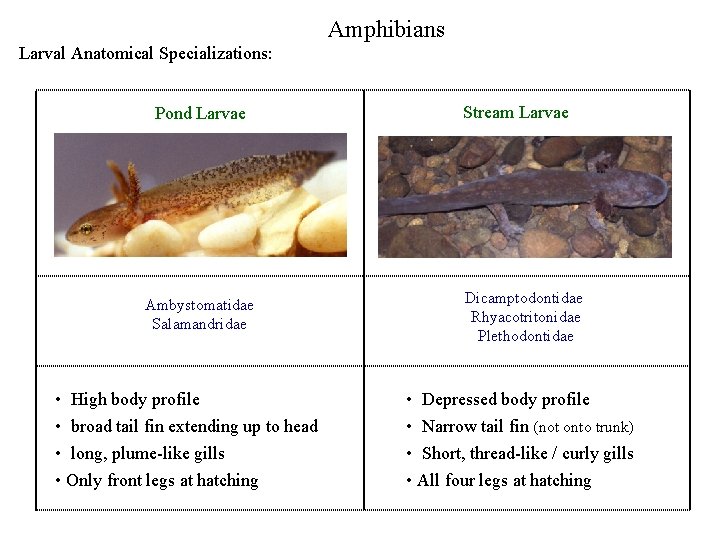 Amphibians Larval Anatomical Specializations: Pond Larvae Ambystomatidae Salamandridae • High body profile • broad