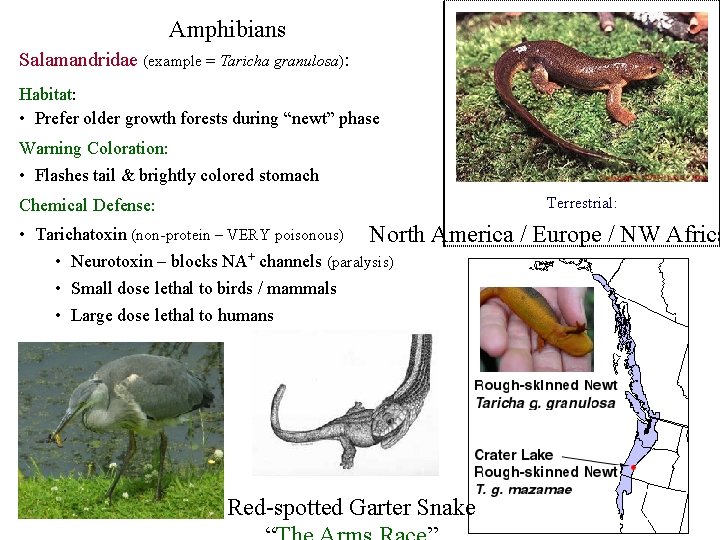 Amphibians Salamandridae (example = Taricha granulosa): Habitat: • Prefer older growth forests during “newt”