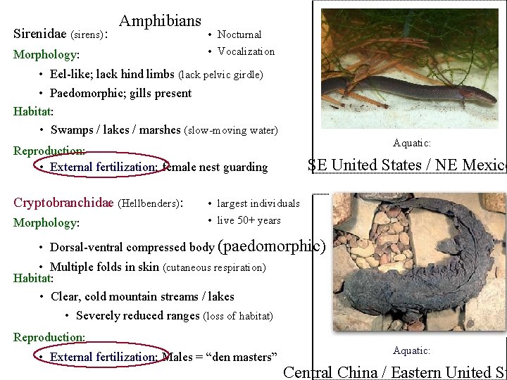 Sirenidae (sirens): Amphibians Morphology: • Nocturnal • Vocalization • Eel-like; lack hind limbs (lack