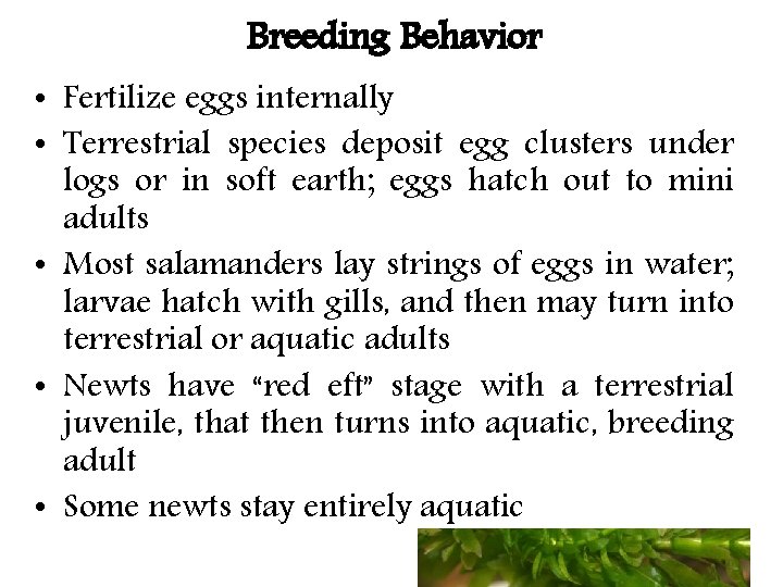 Breeding Behavior • Fertilize eggs internally • Terrestrial species deposit egg clusters under logs