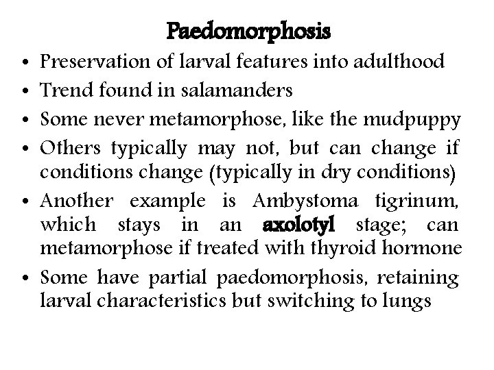 Paedomorphosis Preservation of larval features into adulthood Trend found in salamanders Some never metamorphose,