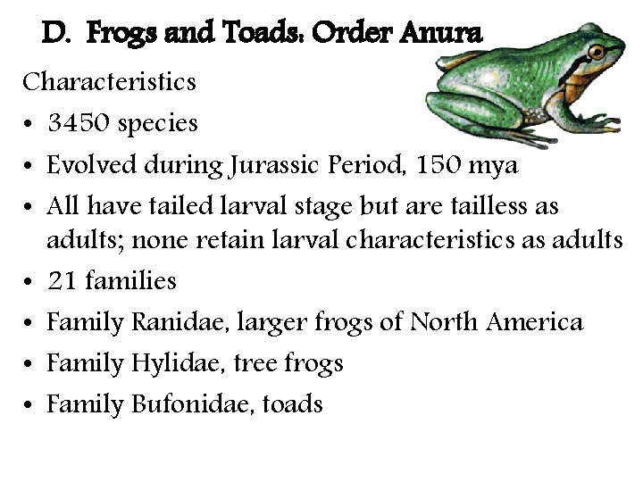 D. Frogs and Toads: Order Anura Characteristics • 3450 species • Evolved during Jurassic