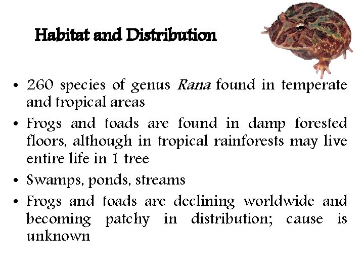 Habitat and Distribution • 260 species of genus Rana found in temperate and tropical