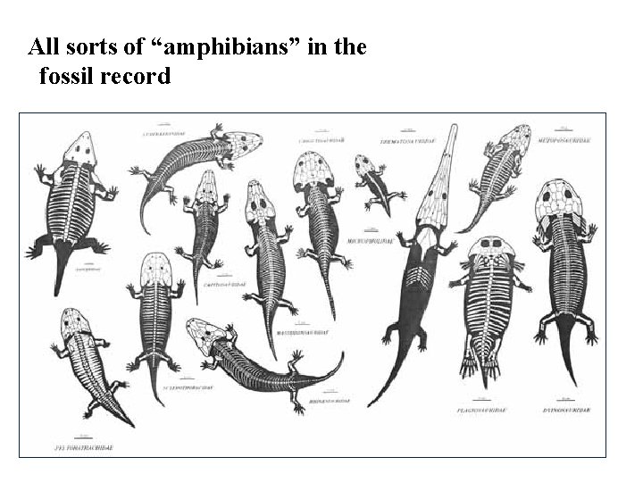 All sorts of “amphibians” in the fossil record 