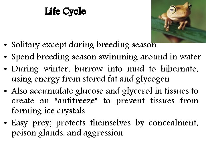 Life Cycle • Solitary except during breeding season • Spend breeding season swimming around