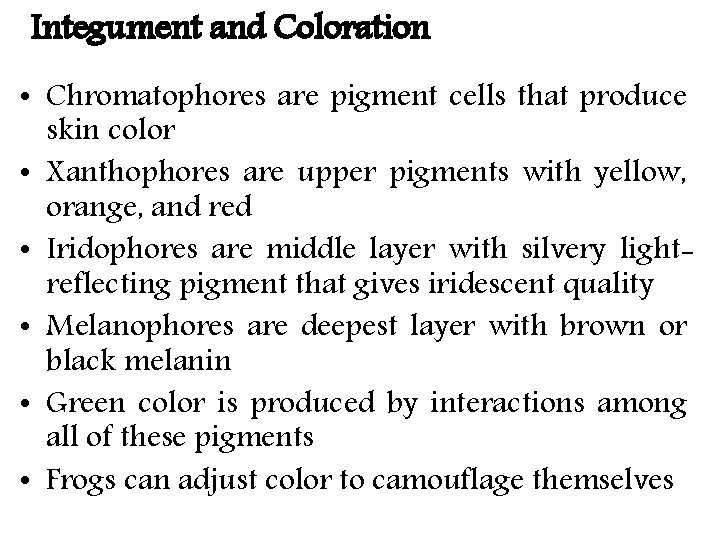 Integument and Coloration • Chromatophores are pigment cells that produce skin color • Xanthophores