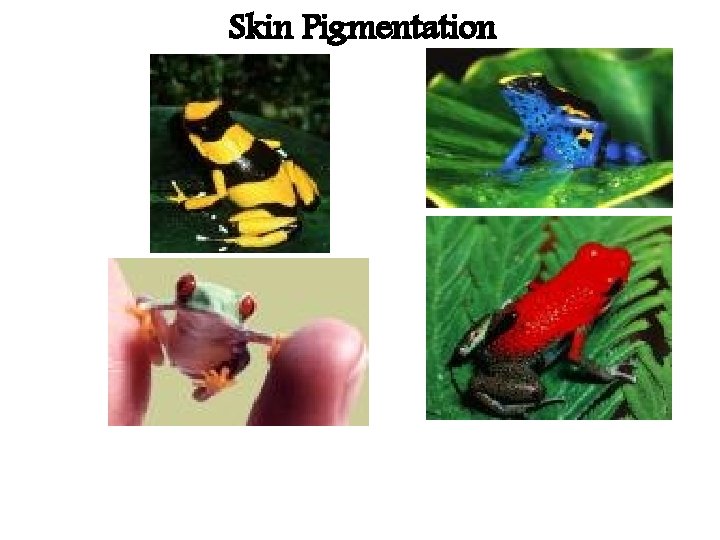 Skin Pigmentation 