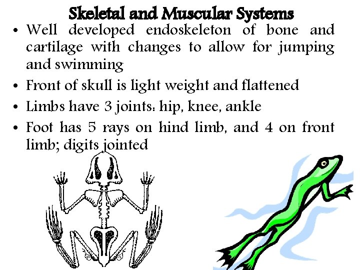 Skeletal and Muscular Systems • Well developed endoskeleton of bone and cartilage with changes