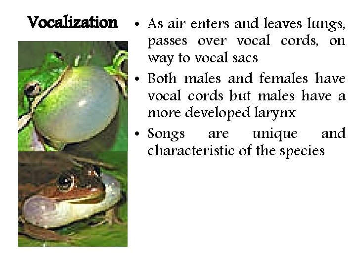 Vocalization • As air enters and leaves lungs, passes over vocal cords, on way