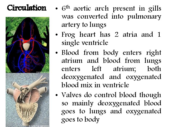 Circulation • 6 th aortic arch present in gills was converted into pulmonary artery