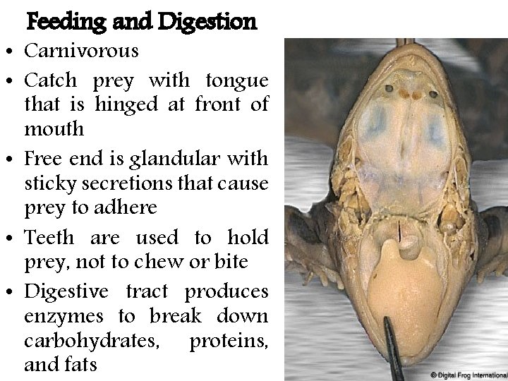 Feeding and Digestion • Carnivorous • Catch prey with tongue that is hinged at