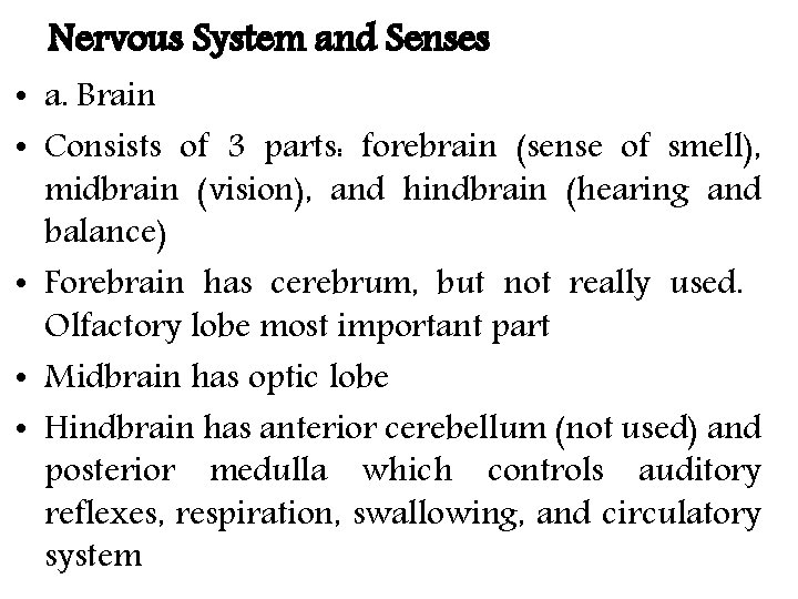 Nervous System and Senses • a. Brain • Consists of 3 parts: forebrain (sense