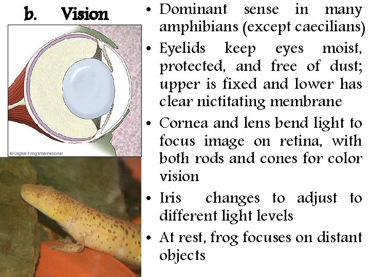 b. Vision • Dominant sense in many amphibians (except caecilians) • Eyelids keep eyes