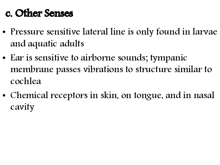 c. Other Senses • Pressure sensitive lateral line is only found in larvae and