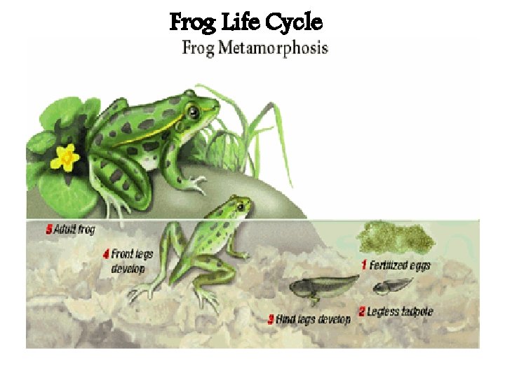 Frog Life Cycle 