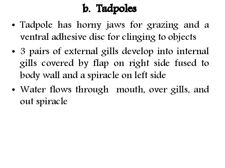 b. Tadpoles • Tadpole has horny jaws for grazing and a ventral adhesive disc