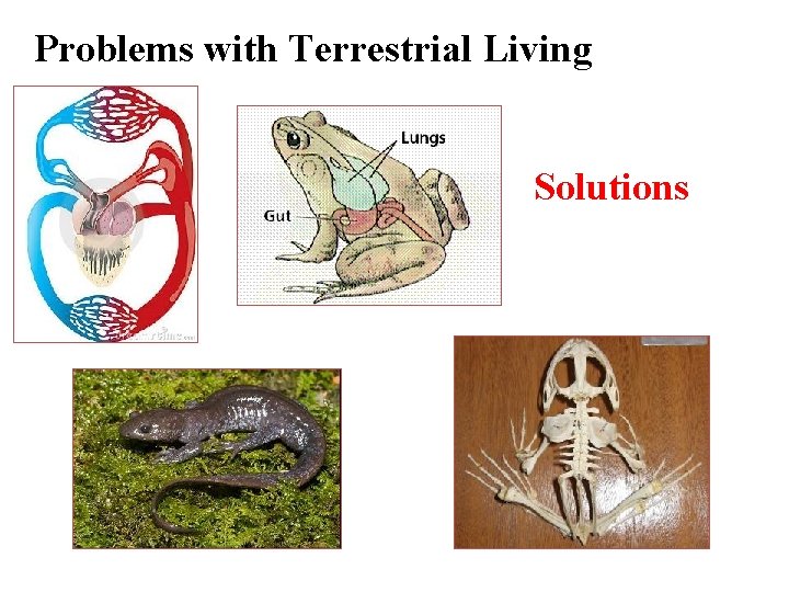 Problems with Terrestrial Living Solutions 
