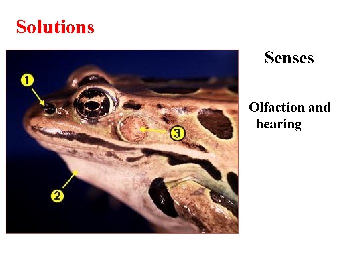 Solutions Senses Olfaction and hearing 