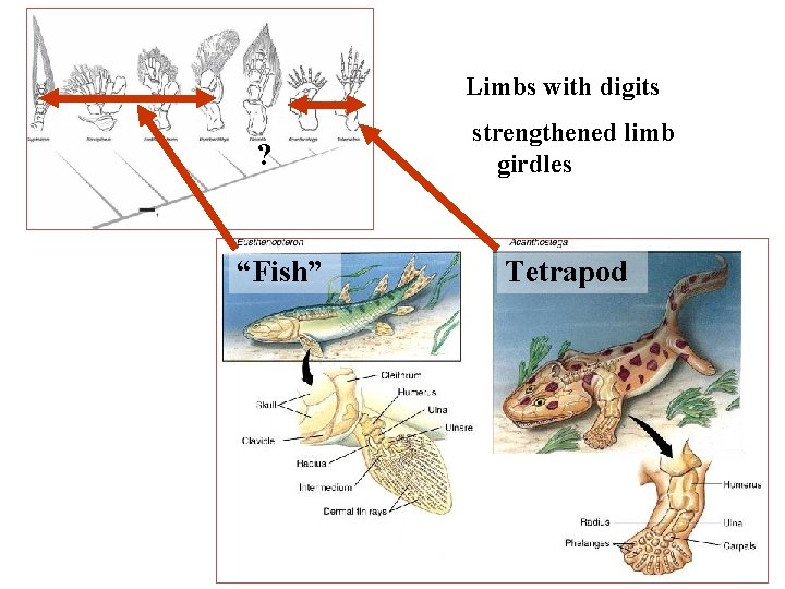 Limbs with digits ? “Fish” strengthened limb girdles Tetrapod 