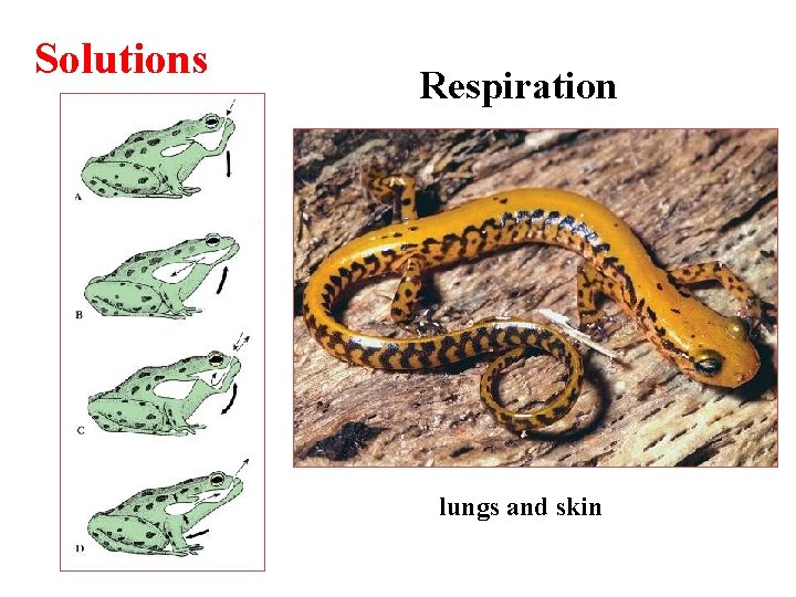 Solutions Respiration lungs and skin 