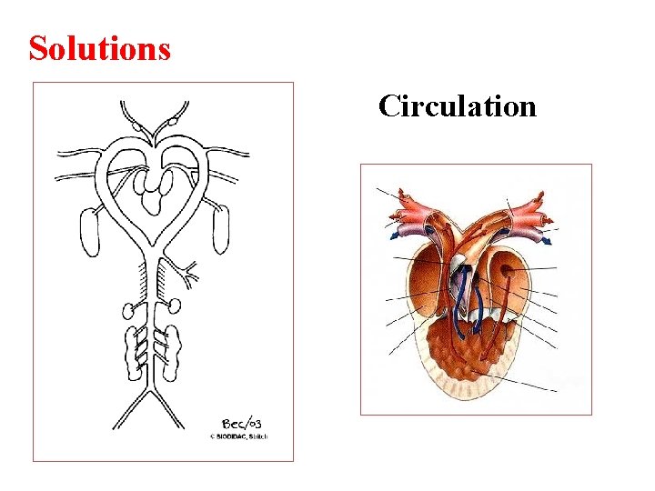 Solutions Circulation 