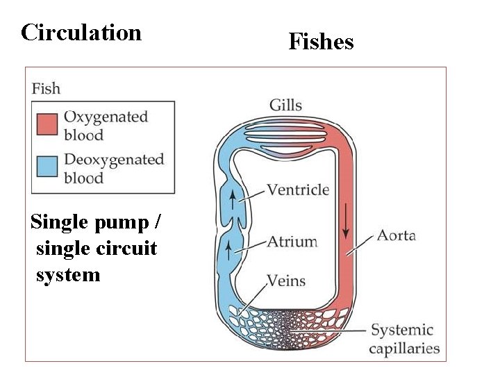 Circulation Single pump / single circuit system Fishes 