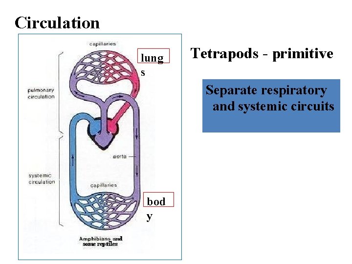 Circulation lung s Tetrapods - primitive Separate respiratory and systemic circuits bod y 