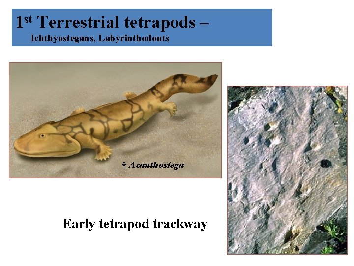 1 st Terrestrial tetrapods – Ichthyostegans, Labyrinthodonts † Acanthostega Early tetrapod trackway 
