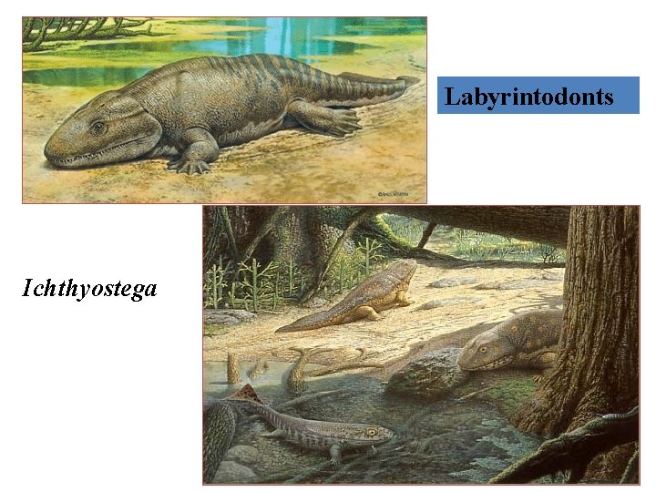 Labyrintodonts Ichthyostega 