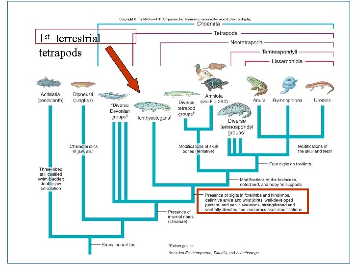 1 st terrestrial tetrapods 