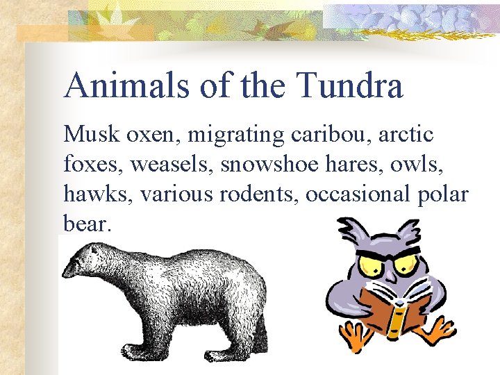 Animals of the Tundra Musk oxen, migrating caribou, arctic foxes, weasels, snowshoe hares, owls,