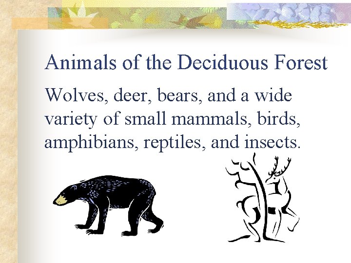 Animals of the Deciduous Forest Wolves, deer, bears, and a wide variety of small