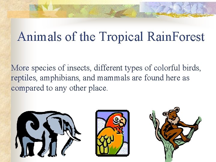 Animals of the Tropical Rain. Forest More species of insects, different types of colorful