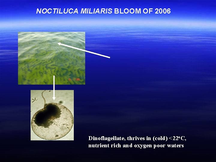 NOCTILUCA MILIARIS BLOOM OF 2006 Dinoflagellate, thrives in (cold) <22 o. C, nutrient rich
