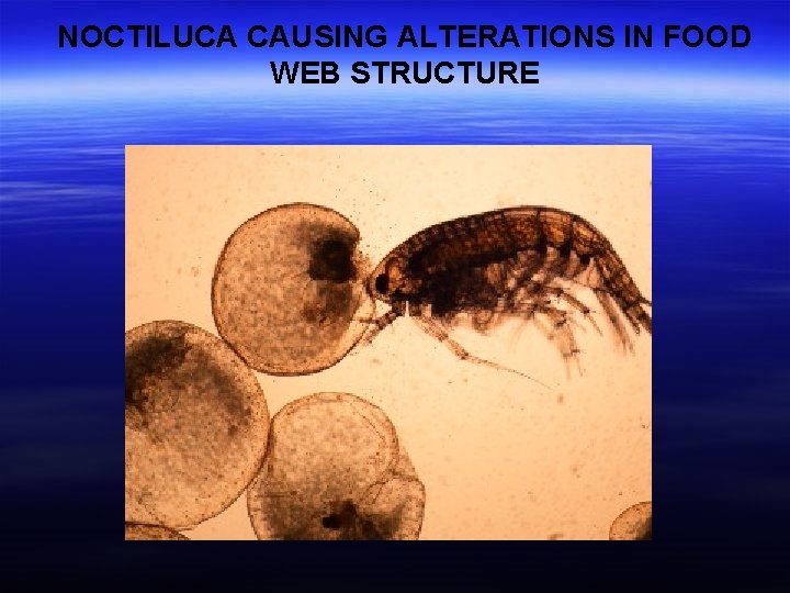 NOCTILUCA CAUSING ALTERATIONS IN FOOD WEB STRUCTURE 