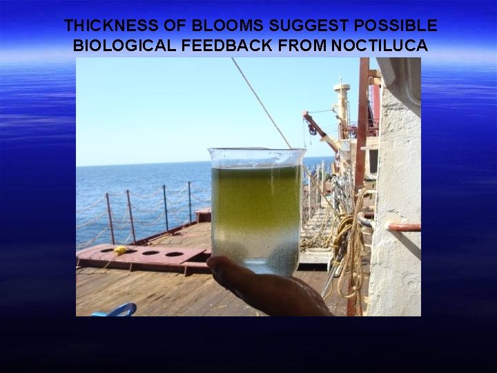THICKNESS OF BLOOMS SUGGEST POSSIBLE BIOLOGICAL FEEDBACK FROM NOCTILUCA 