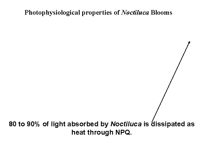 Photophysiological properties of Noctiluca Blooms 80 to 90% of light absorbed by Noctiluca is