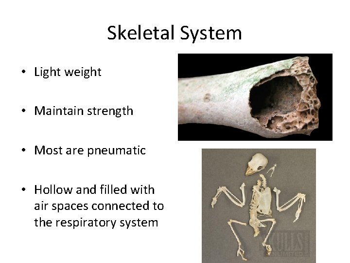 Skeletal System • Light weight • Maintain strength • Most are pneumatic • Hollow