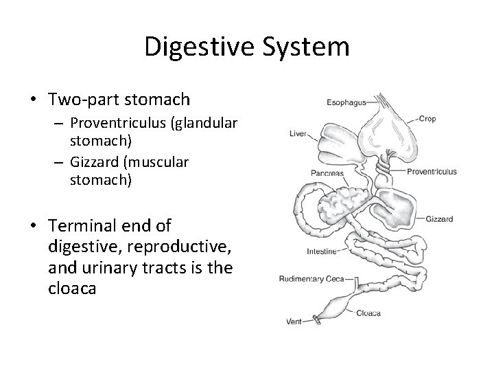 Digestive System • Two-part stomach – Proventriculus (glandular stomach) – Gizzard (muscular stomach) •