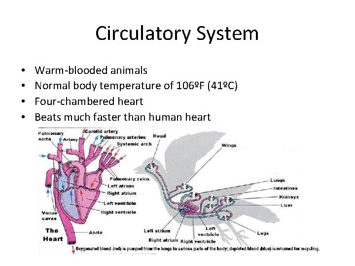 Circulatory System • • Warm-blooded animals Normal body temperature of 106ºF (41ºC) Four-chambered heart