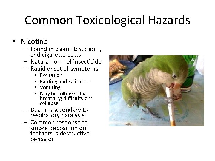 Common Toxicological Hazards • Nicotine – Found in cigarettes, cigars, and cigarette butts –