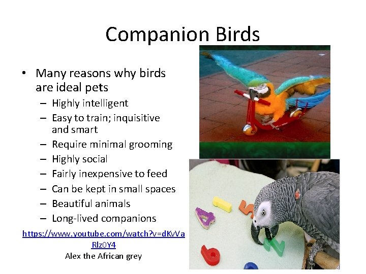 Companion Birds • Many reasons why birds are ideal pets – Highly intelligent –