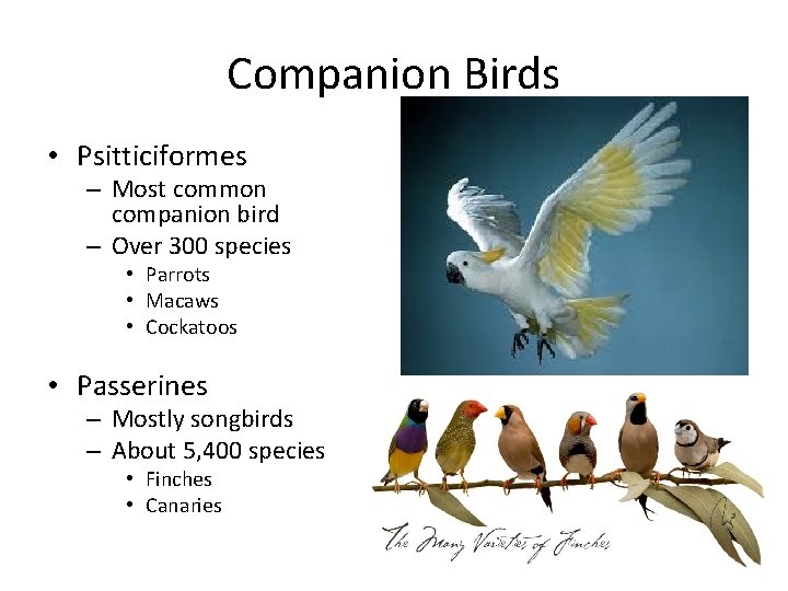 Companion Birds • Psitticiformes – Most common companion bird – Over 300 species •